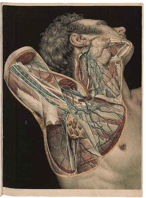 Anatomie Ausstellung