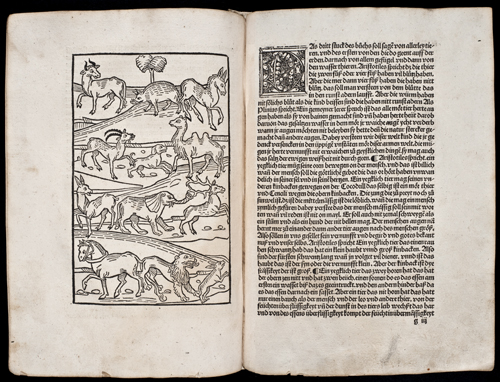Konrad von Megenberg, Buch der Natur, Einleitungsholzschnitt und Textbeginn zum Buch „von allerley tieren“ (Bl. 54b/55a)