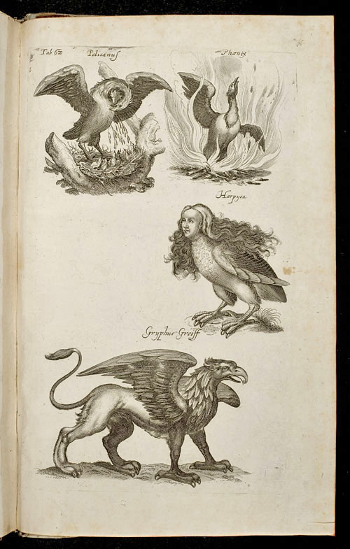 Pelikan, Phoenix, Harpyca, Greif (Taf. 62)