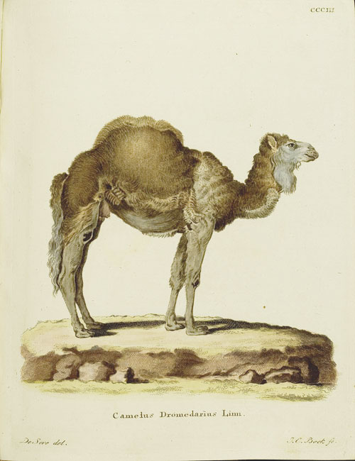 Das Kamel (Tafelbd. 2, Taf. 303)