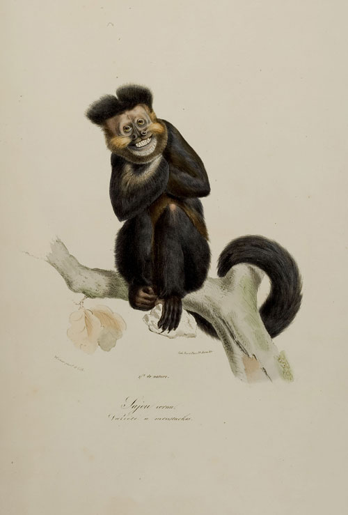 Sajou cornu (Bd. 7, 1842)