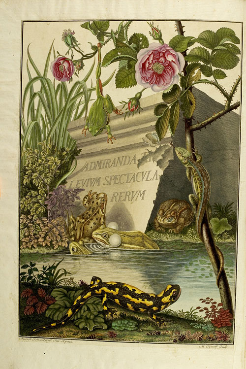 Frontispiz mit Fröschen und Eidechsen in einem durch wilde Rosen umgebenen Teich 
