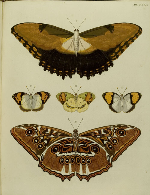 Schmetterlinge aus „Indes‒Occidentales, à Cayenne“ , „Pap.Pyrene“ und „Cote de Coromande“ (Bd. 3, Tal. CCXVII)