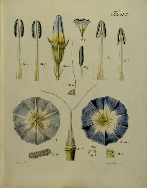 Dreifarbige Winde (Convolvulus Tricolor) (Taf. XVII)