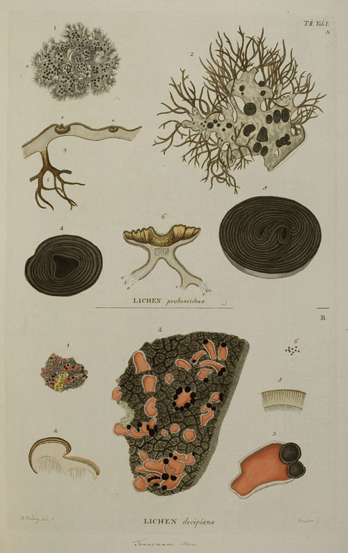 Flechten (Lichen decipiens, Lichen proposcideus) (Bd. 2,  Taf. 1)