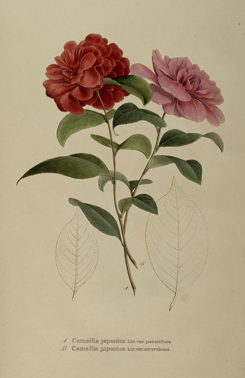 Camellia japonica Lin. var. paeoniflora (A) und atrorubens (B) (Taf. 50)