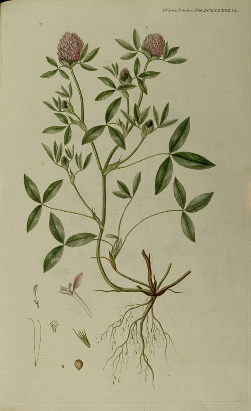 Trifolium pratense (Rotklee) (Bd. 6, Taf. DXXXXLXXXIX)