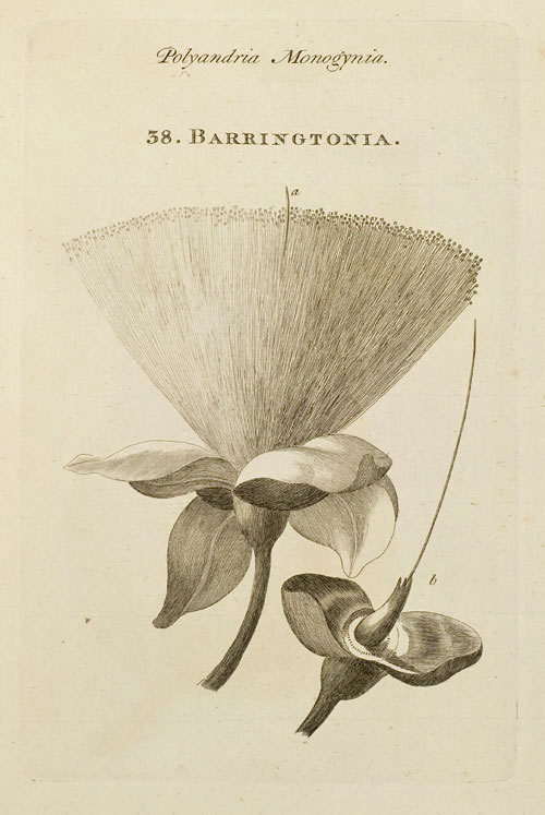 Barringtonia (Taf. 38)