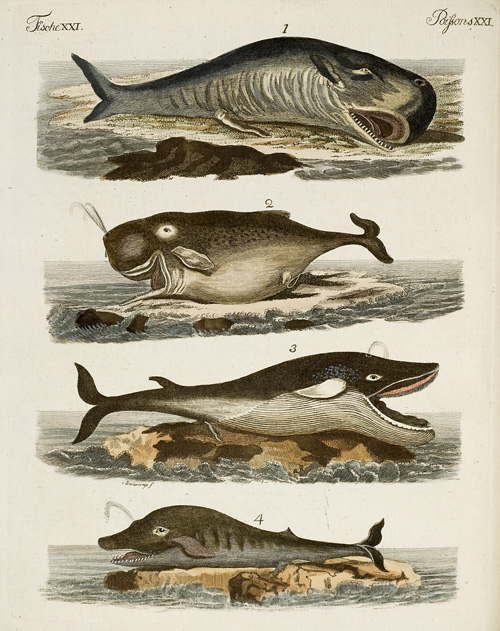Verschiedene Walfische (Bd. 2, B II Nr. 53)