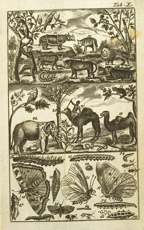 Sammelbild mit afrikanischen Tieren und Schmetterlingen (Taf. XII)