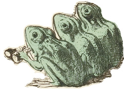 kolorierte Zeichnung: drei nach links schauende Frösche hintereinander
