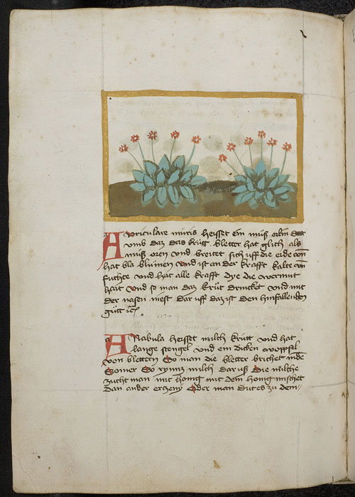 Konrad von Megenberg, Buch der Natur, Mausohren (Auricula muris) (Bl. 245v)