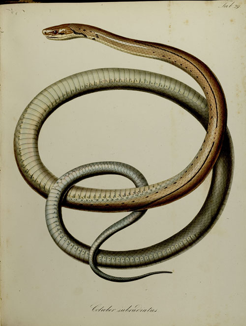 Darstellung der Schlange „Dipsas Drapiezzii“ (Taf. 15 )