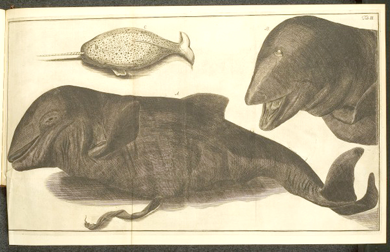 Kupferstich mit A) Walbaby, an dessen Bauch noch die Nabelschnur hängt, B) Kopf eines Wals, C) Narwal (Bd. 1, Taf. II)