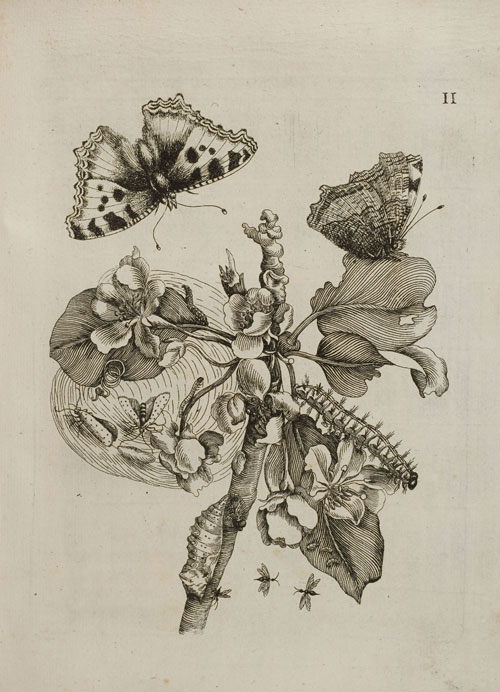 Birnenblüte mit Schmetterling (Bd.2, Taf. II)