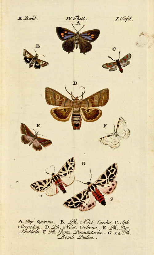 Kupfertafel mit Schmetterlingen (Beiträge, Bd. 2, Teil 4, Taf. I)