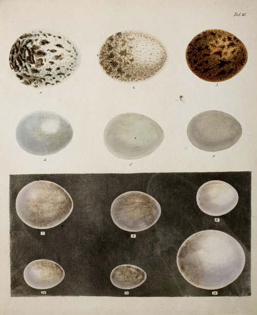 Eier von Raubvögeln (Taf. III)