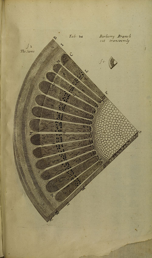 Mikroskopische Darstellung eines Schnitts durch den Stil der Berberitze (Berberis vulgaris L.) (Buch III, Taf. 24)