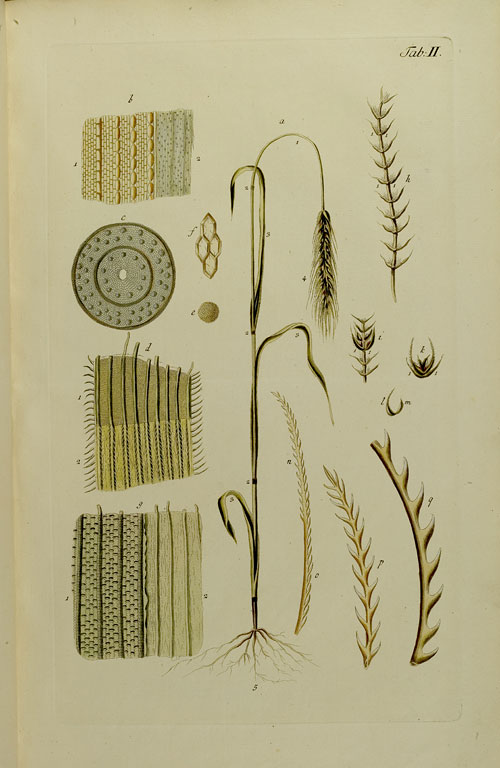 „Kornpflanze in fünf Stufen“ mit mikroskopischen Schnitten (Taf. II)