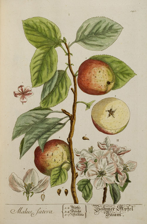 Blüte, Frucht und Samen des „Zahmen Apfelbaums&lquo; (Malus Sativa) (Teil 2,  Taf. 141)