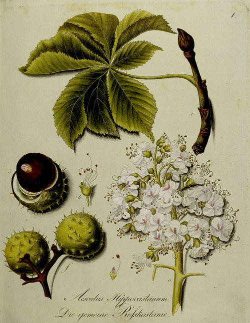Blatt, Blüte und Frucht der Kastanie (Taf. 1)