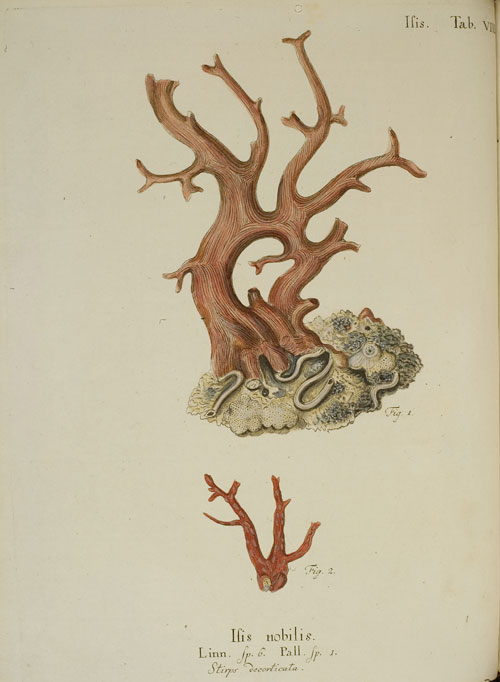 Die rote Koralle (Isis nobilis) (Taf. VIII )