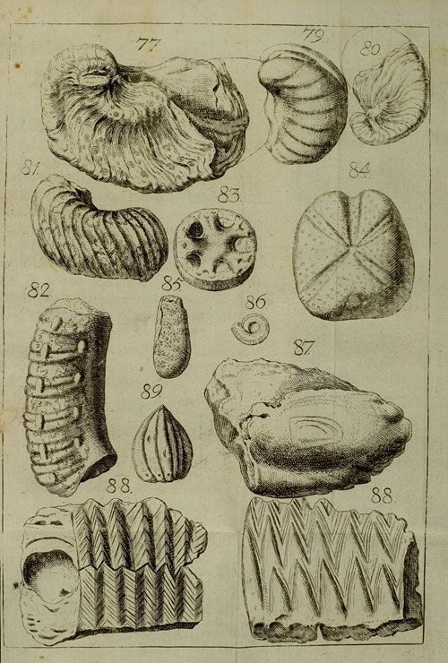 Tafel mit versteinerten großen und kleinen Muscheln, Seeigel sowie Trochiten und anderen Meeresorganismen (Taf. mit Abb. 77-89)
