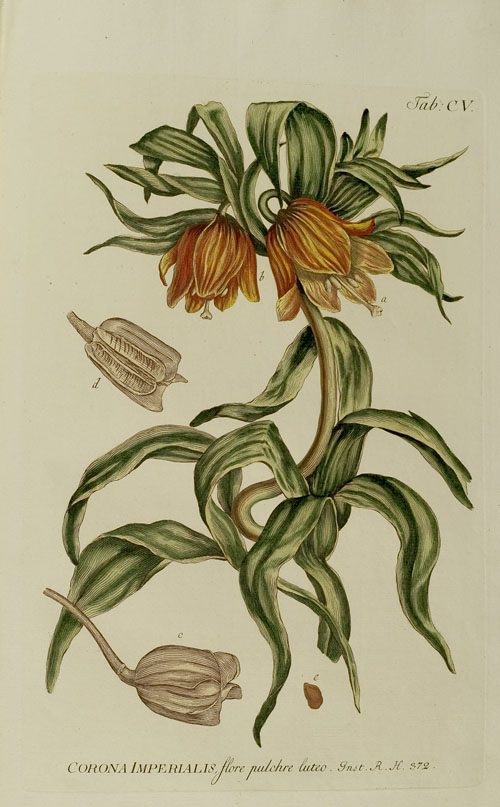 Kaiserkrone (Fritillaria imperialis L.) (Bd. 1, Taf. CV)