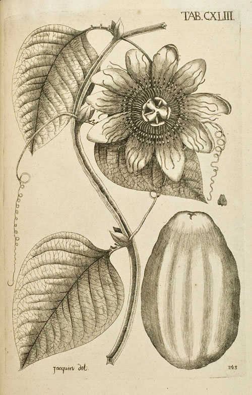 Passionsfrucht (Passisflora quadrangularis. Cum fructu, & femine) (Taf. CXLIII (143))