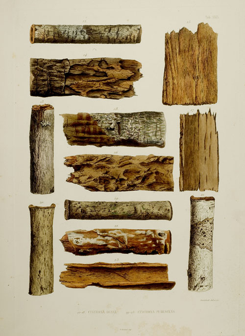 Rindenstücke von Arten des Chinarindenbaumes (Taf. XXIX)