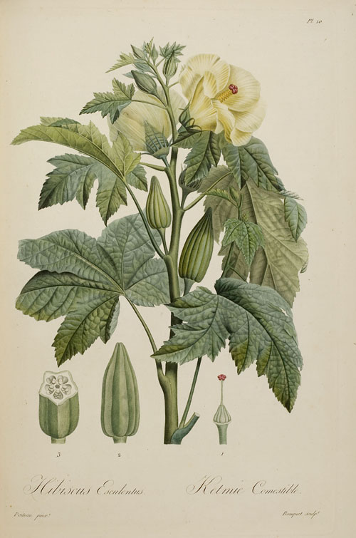Hibiscus Esculentus / Ketmie Comestible (Bd. 1,  Taf. 10)