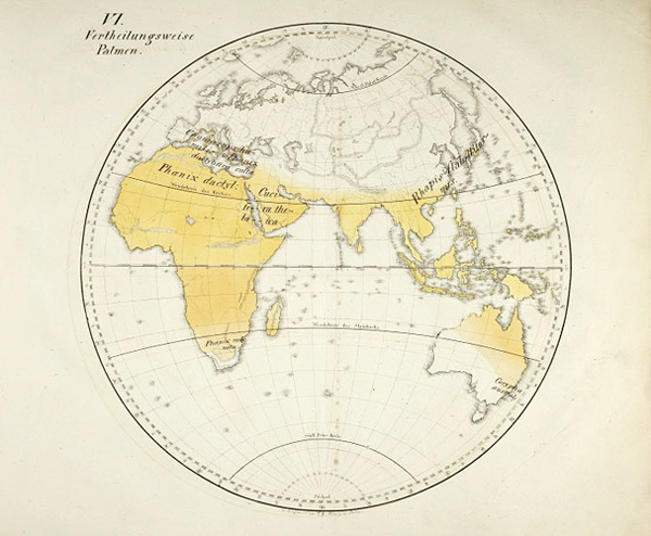 Karte mit Verbreitung der Palmen (Taf. VI)