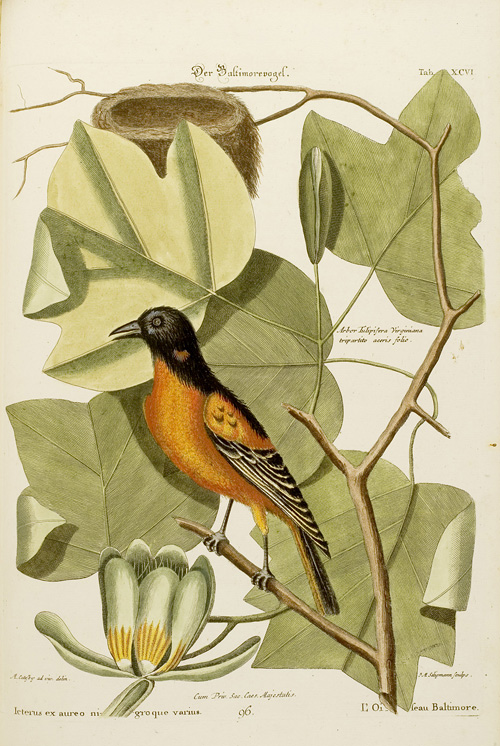 „Der Baltimorevogel auf einem virginischen Tulpenbaum“ (Bd. 2, Taf. XCVI)