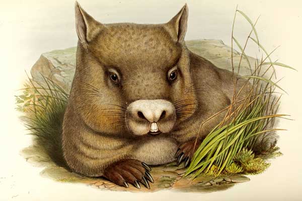 „Hairy-nosed Wombat“ (Phascolomys lasiorhinus) nach einem Aquarell von Joseph Wolf  (Bd. 13)