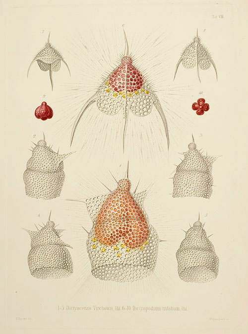 Radiolarien (1-5 Dictyoceras Virchowii, 6-10 Dictyopodium trilobum) (Taf. VIII)