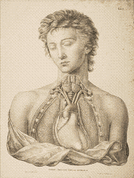 Tafel 1 aus 'Friederich Tiedemann's Abbildungen der Pulsadern des menschlichen Körpers'